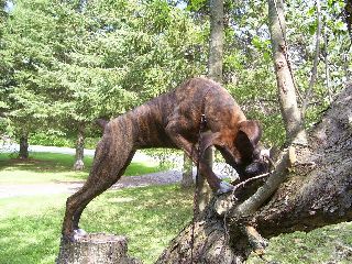 treedog