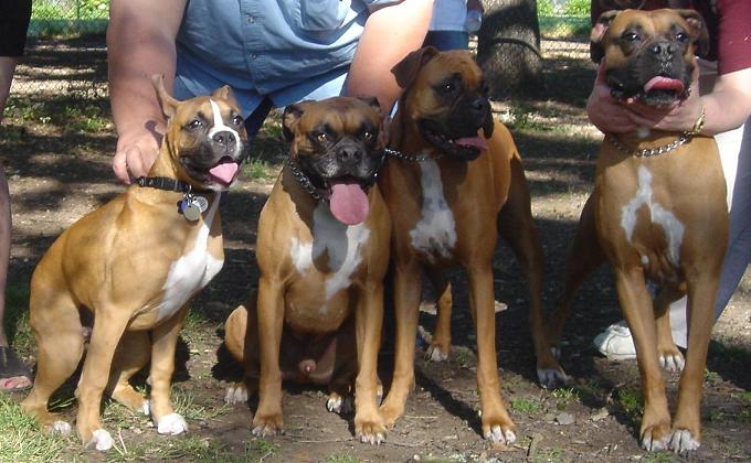 Tre's very first Boxer Bash in June 05