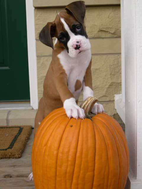 Trick or Treat?!