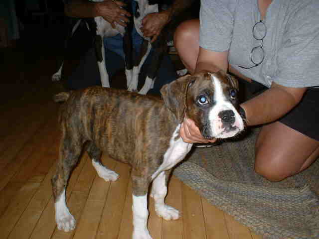 Trinity 11 weeks old