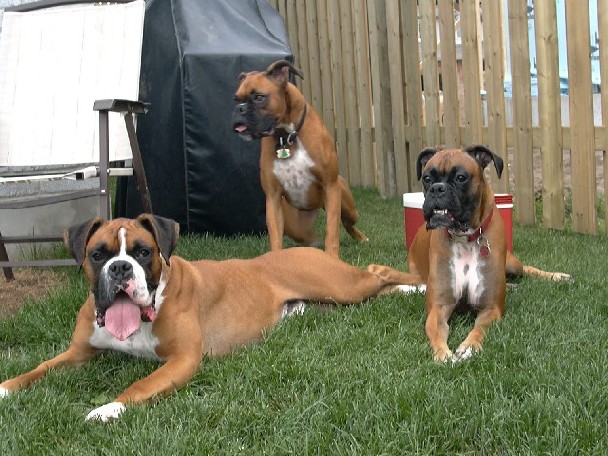 Trio