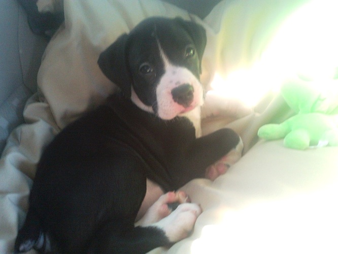 trip_to_new_home