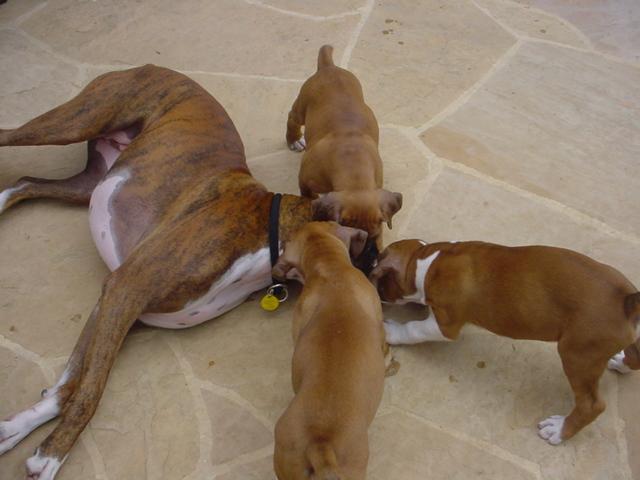 Triple Kiss