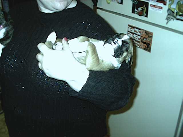 Triton 6 weeks