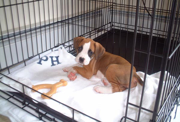 Trixie in her Crate