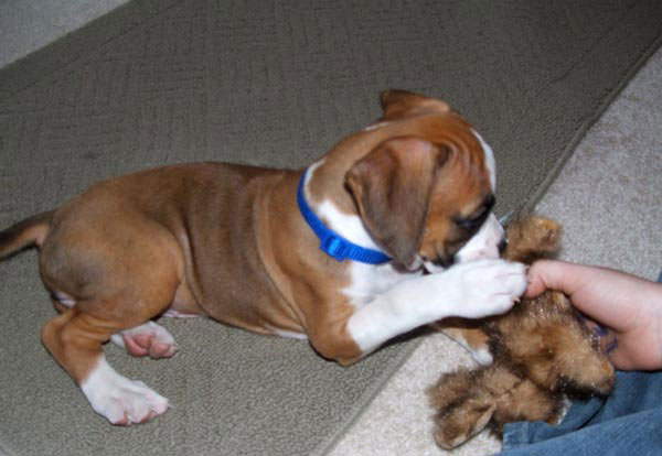 Trixie Playing