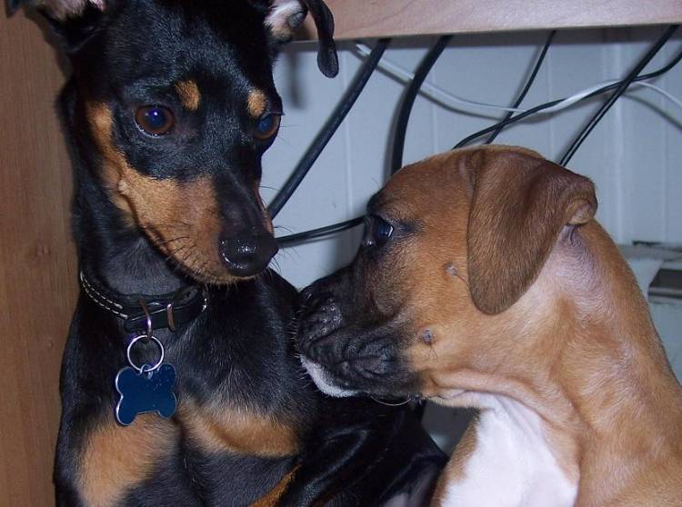 Trooper & Bella