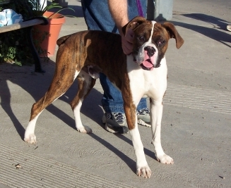 Trooper Thorn 10mos