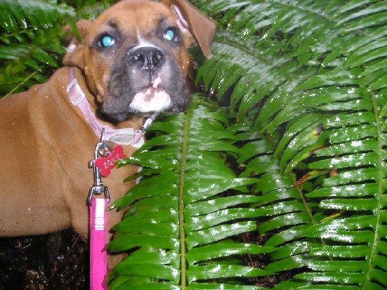 Tropical Boxer