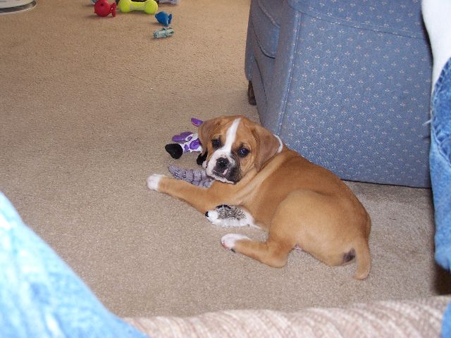 Trouper at 8 1/2 weeks