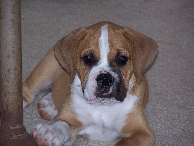 Trouper at 9 weeks old