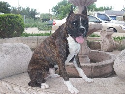 troy