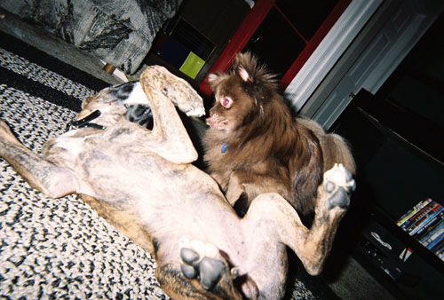 trubel & gizmo