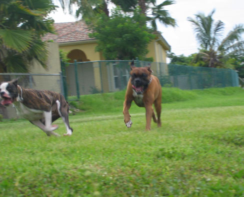 Try and catch me old boy!