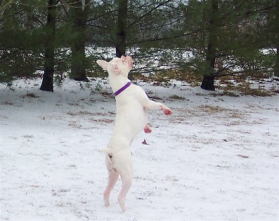 Trying to catch a snowball
