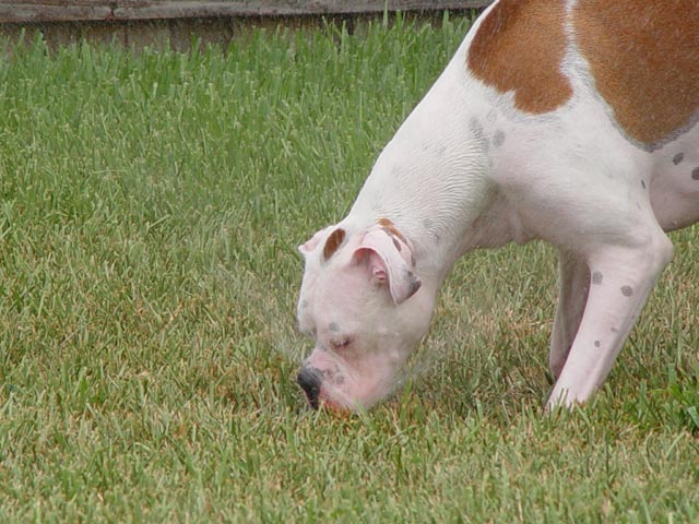 trying to eat the sprinkler