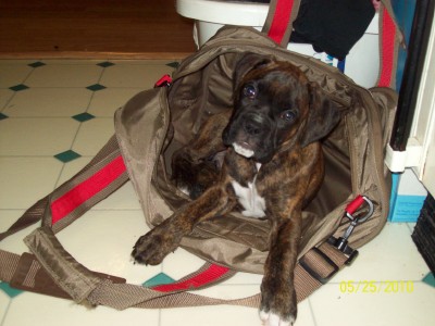 Trying to sleep in the bag I just emptied.