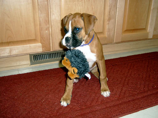 Tsura as a puppy