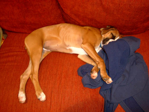 Tsura napping on the couch