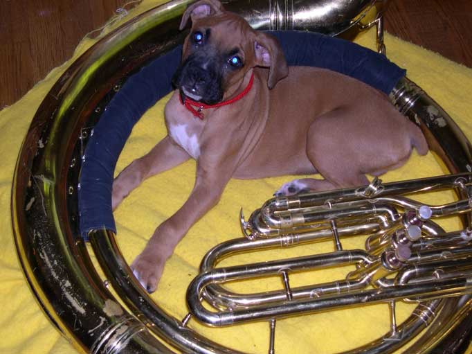 Tuba Auditions