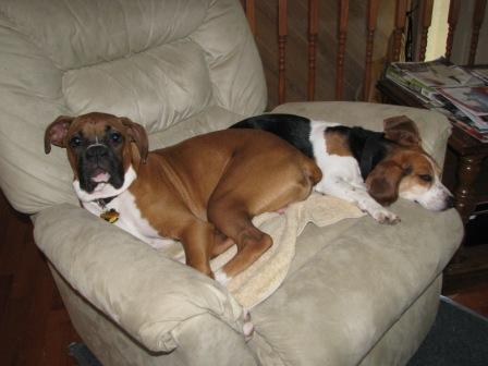 Tucker and Chloe (the beagle)