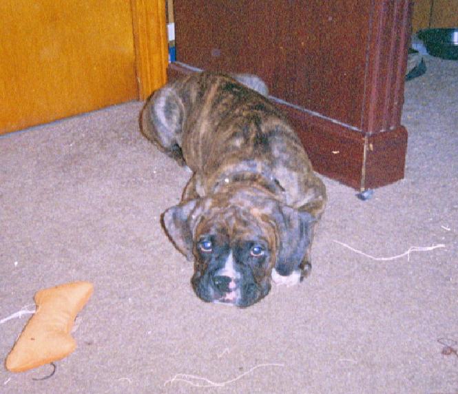 Tucker (at 2 1/2 months)