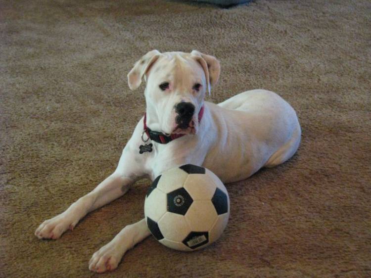 Tucker with his ball
