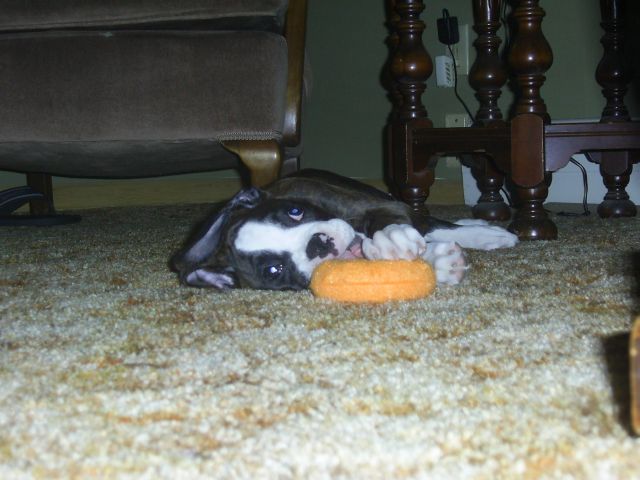 Tucker with toy