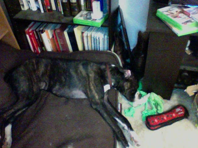 Tuckered Kevin
