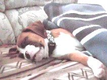 Tuckered out