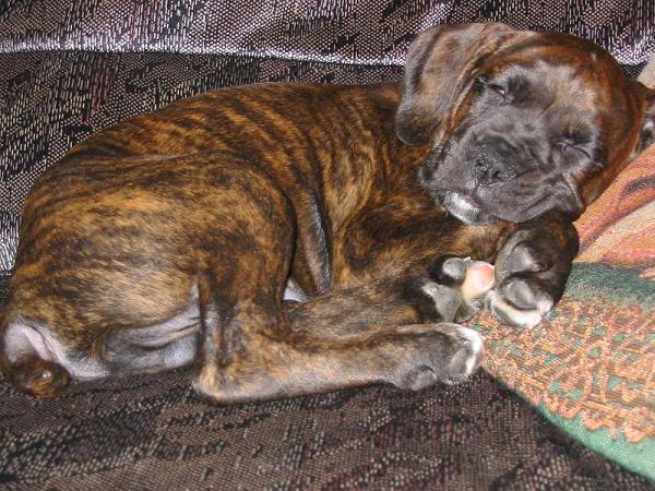 tuckered out!