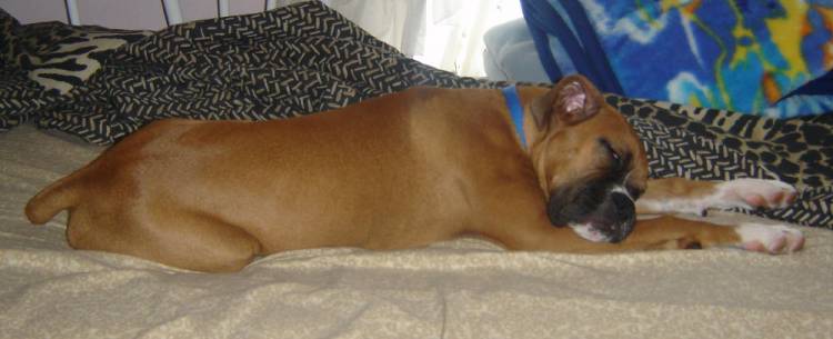 Tuckered out.