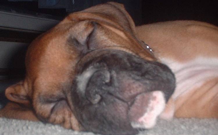 Tuckered Out