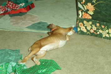 tuff's first christmas present