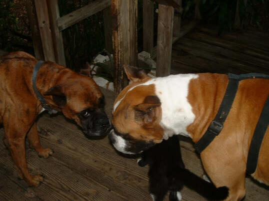 Tuffy and Ginger