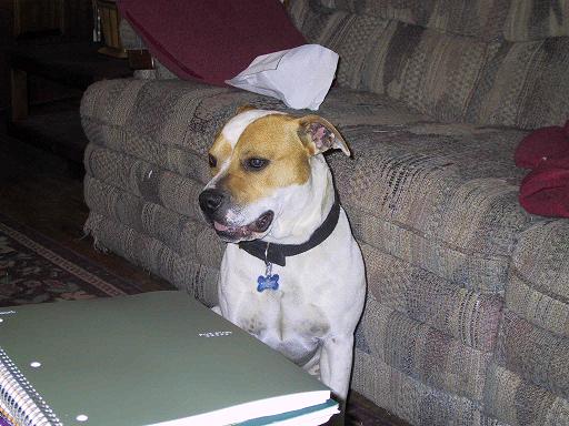 Tuffy - our Pit Rescue