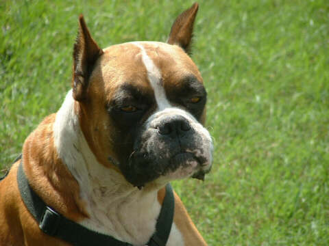 Tuffy