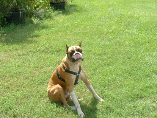 Tuffy