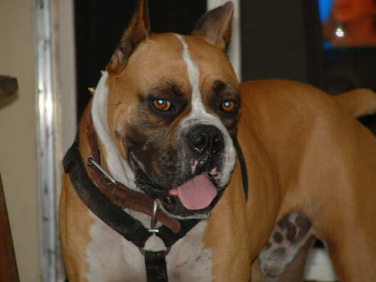 Tuffy