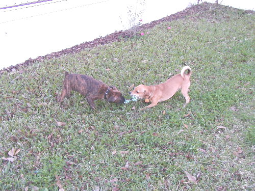 Tug a War with Scooby.
