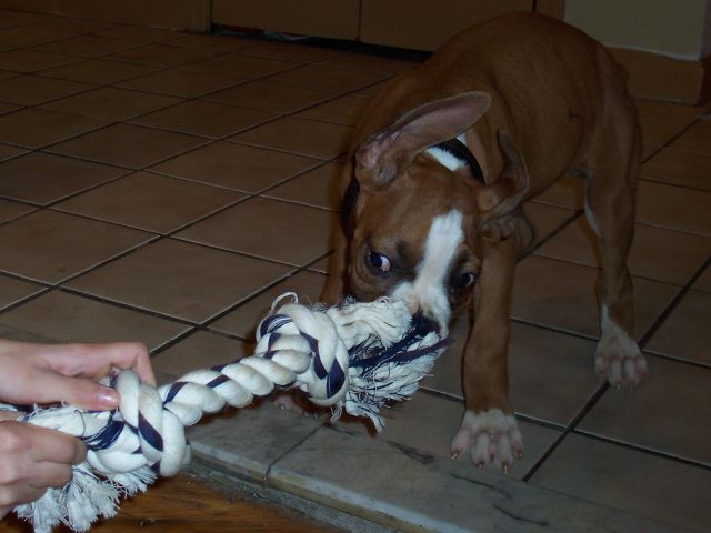 tug a war