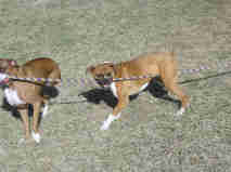 Tug-o-war is fun...even with 3 legged buddies