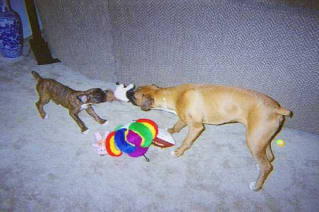Tug-o-war with the squirrel