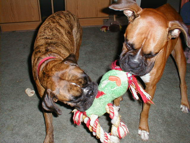 Tug-o-War