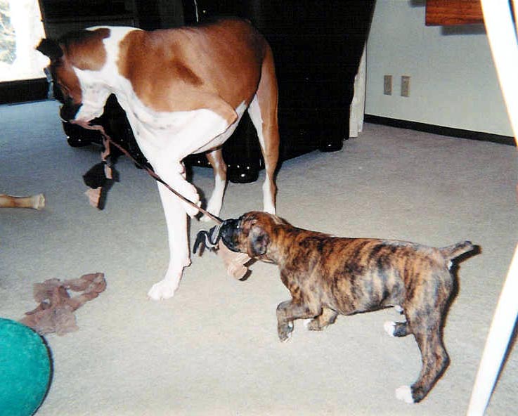 Tug O War