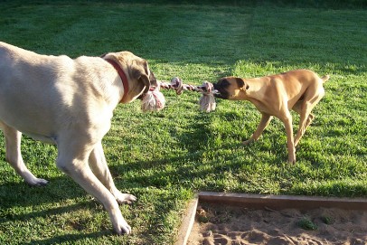 Tug-O-War