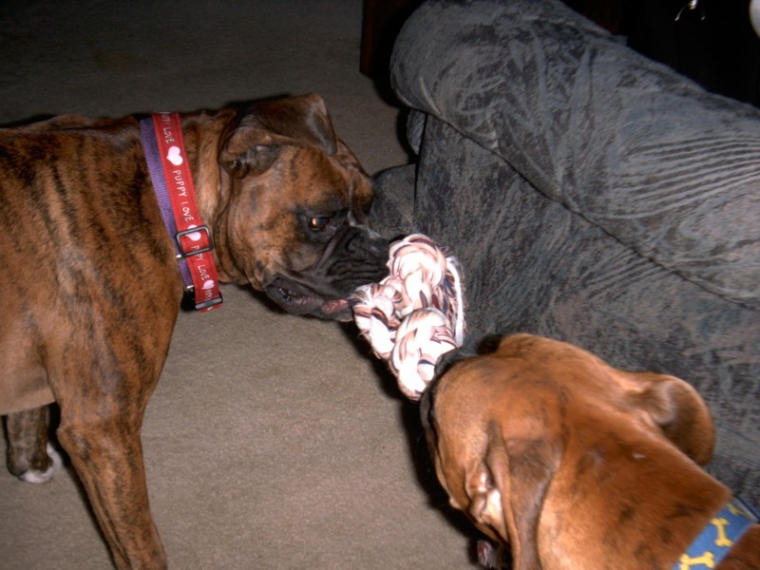 Tug o War