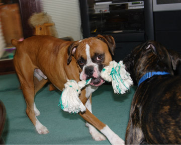 Tug of war time.