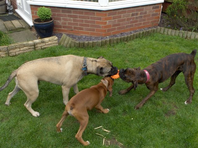 Tug of war with Dino Cuz