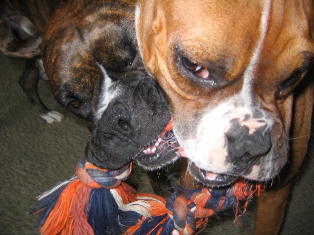Tug of war.